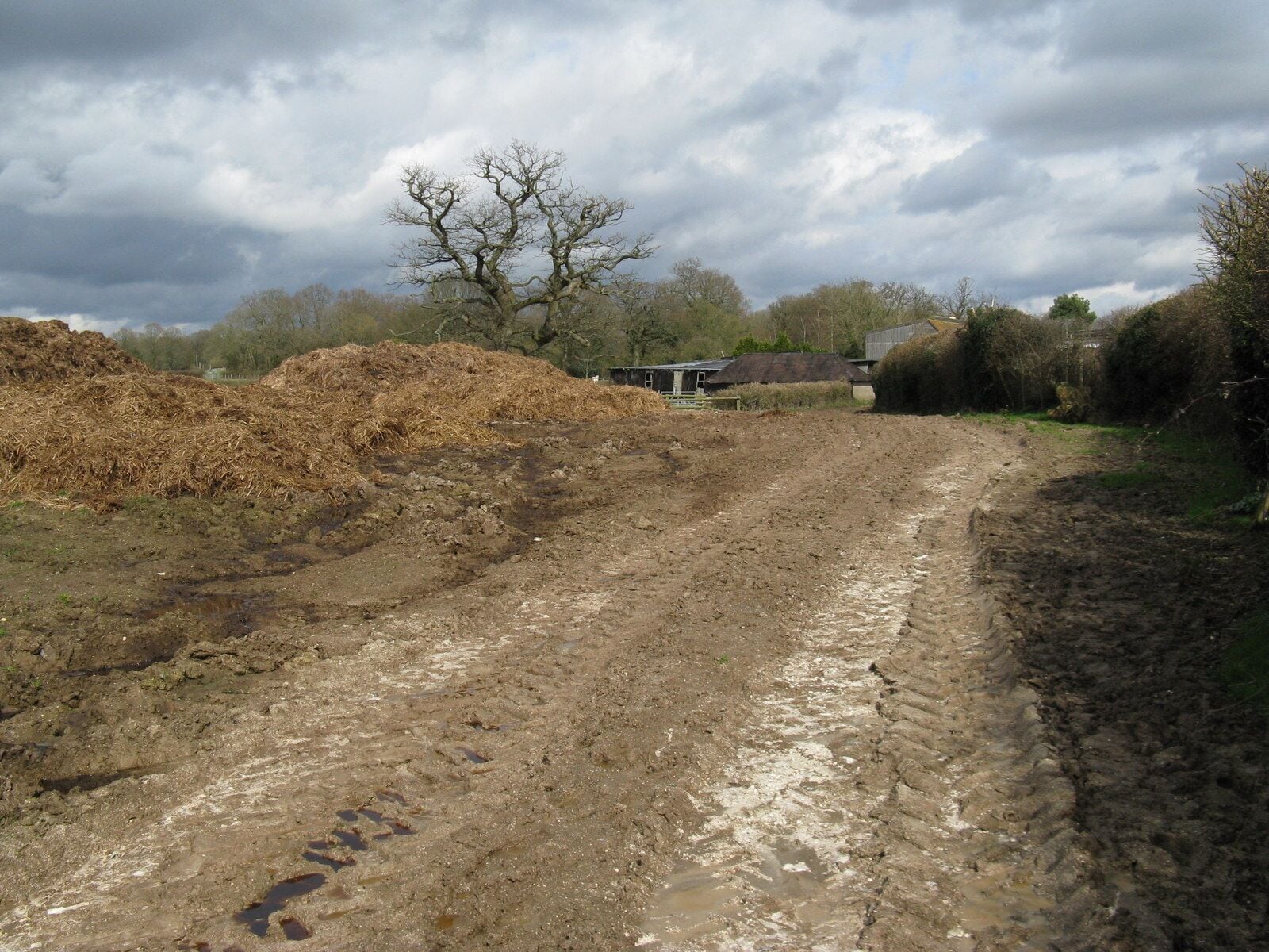 Farmyard manure at Little Oddynes Farm