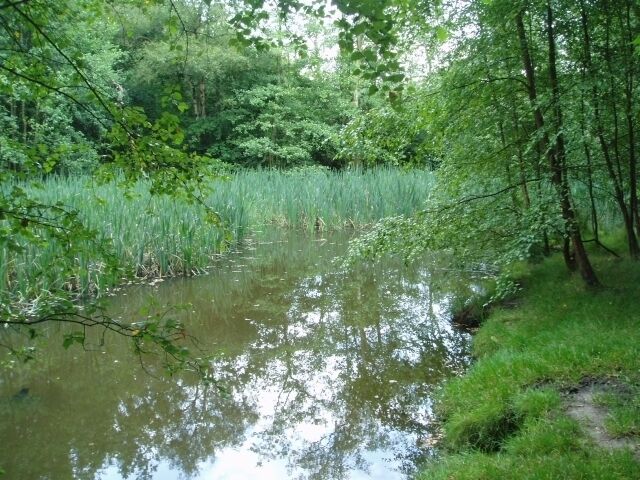 Fishing Pools at Mill Brook. Some secluded pools make this part of the wood very attractive.