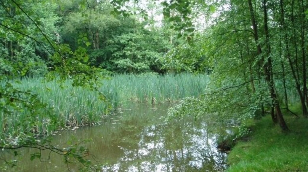 Fishing Pools at Mill Brook. Some secluded pools make this part of the wood very attractive.