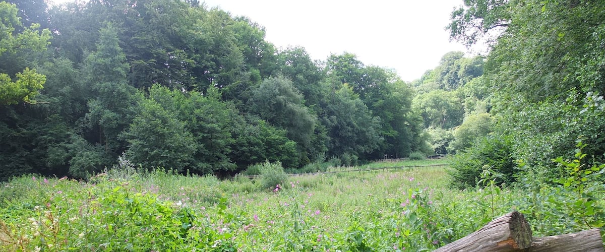 A forested area with dense trees and a fallen log in the foreground.