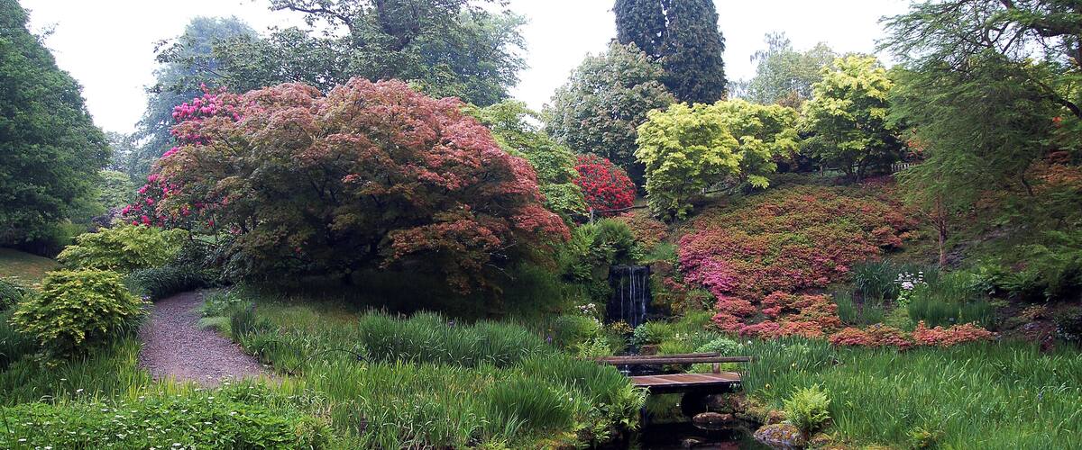 A serene garden with a pond, a wooden bridge, and various flowering trees.