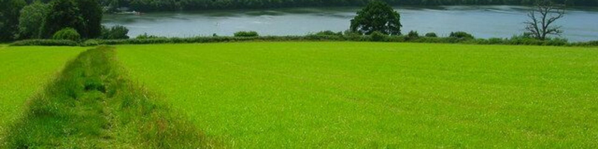 Un campo cubierto de hierba con un sendero que lleva a un lago rodeado de árboles.