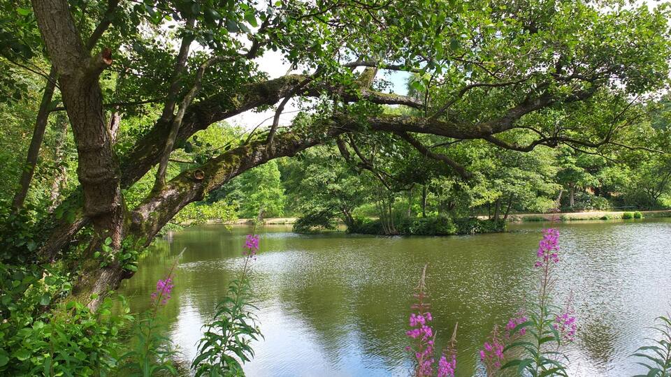 A serene lake surrounded by lush greenery and trees.