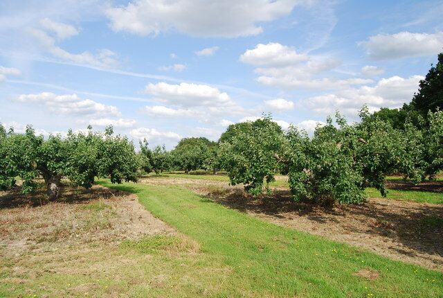 Orchards, Three Towns Farm (2)
