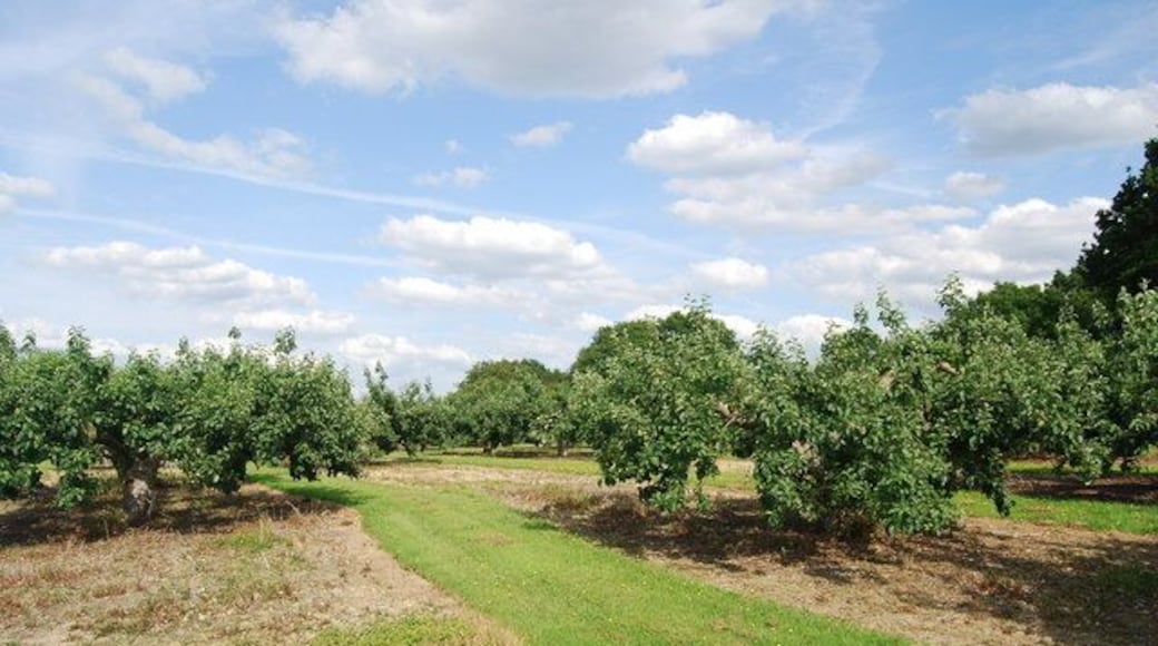 Orchards, Three Towns Farm (2)