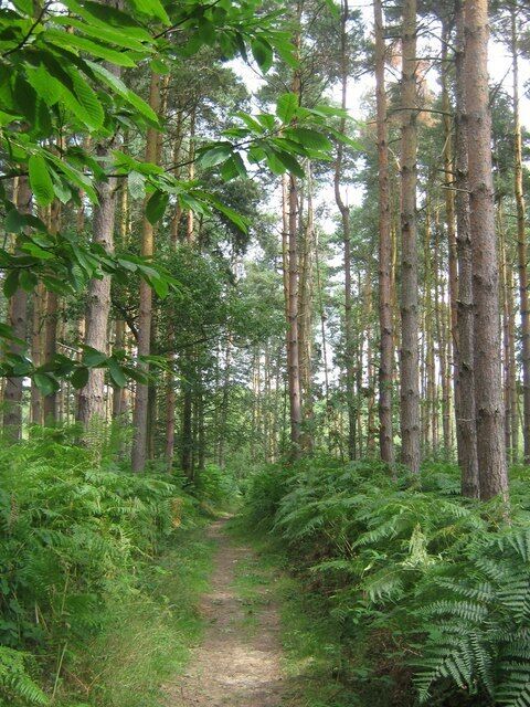 Un sendero boscoso rodeado de árboles altos y helechos exuberantes.