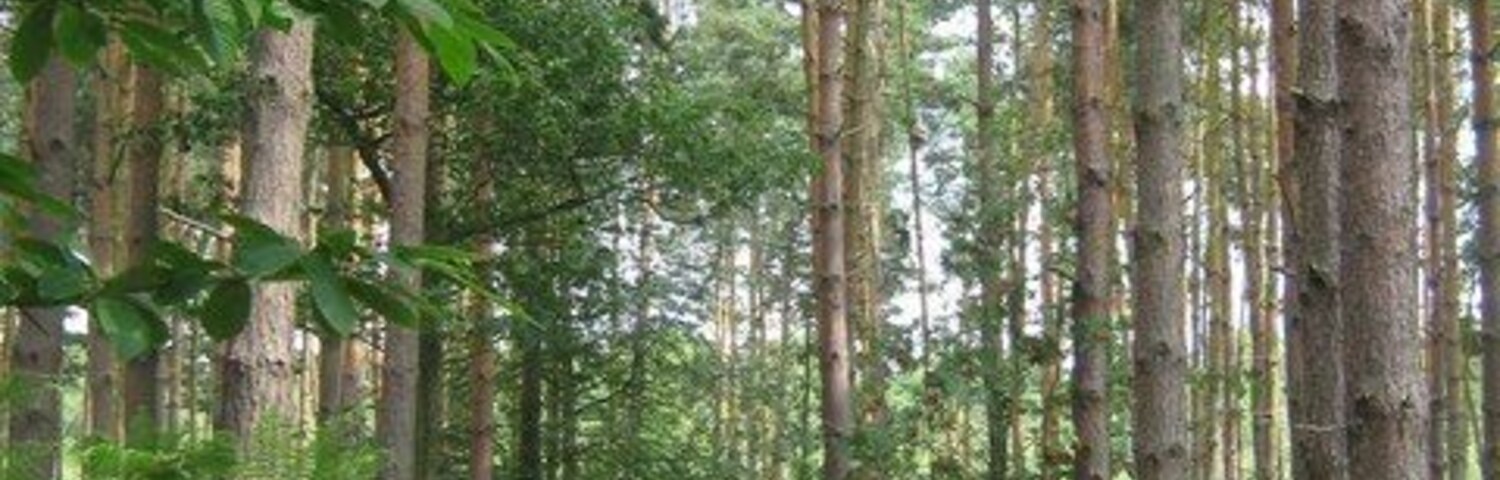 Un sendero boscoso rodeado de árboles altos y helechos exuberantes.