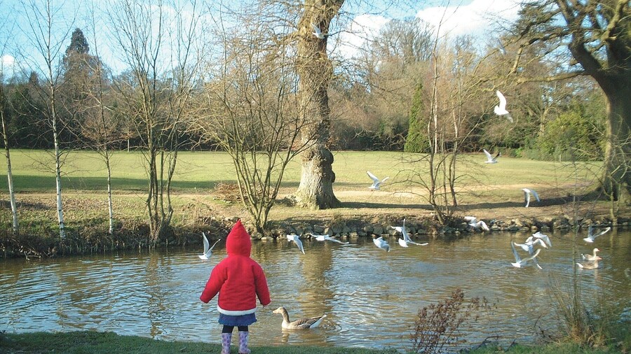January 2002
My daughter feeding the ducks at Dunorlan Park in Tunbridge Wells.