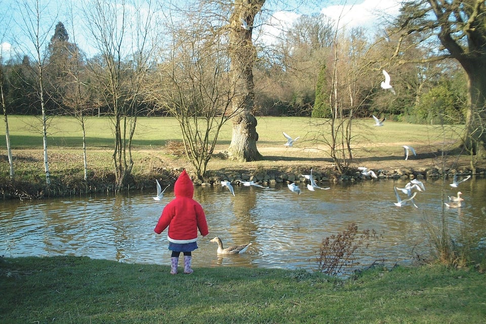 A child in a red jacket by a pond with swans and geese.