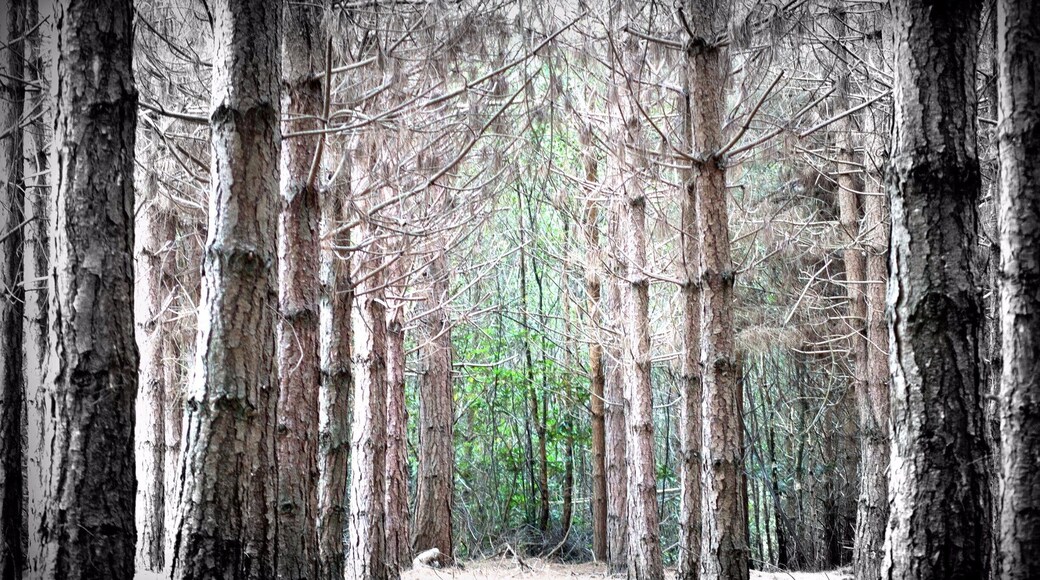 Located in the Sussex High Weald, Hargate Forest was once one of the great medieval forests of the area.
Now set in a designated Area of Outstanding Natural Beauty, it has mature woodland, an amazing diversity of plants and wildlife, and stunning views over the surrounding countryside.