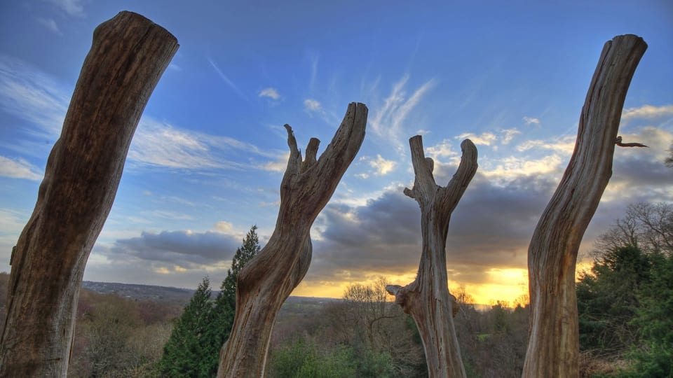 Un paisaje con cuatro troncos de árbol destacados contra un cielo al atardecer.