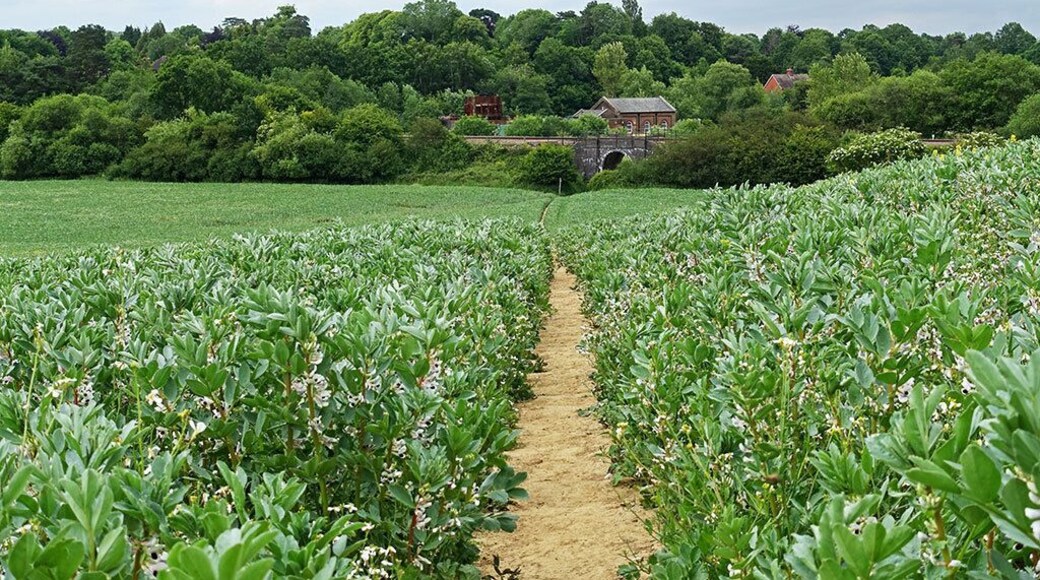 June 2015
A footpath that winds its way through a field full of broad bean plants in Groombridge, East Sussex.
Its a great walk to do and takes in the railway in the background.