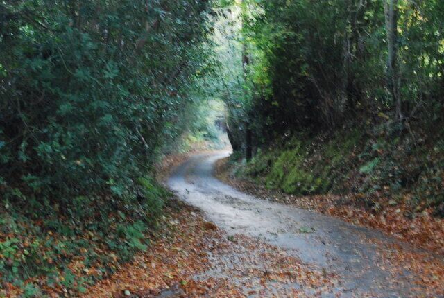 A narrow, winding road surrounded by dense forest.