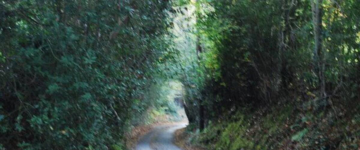A narrow, winding road surrounded by dense forest.