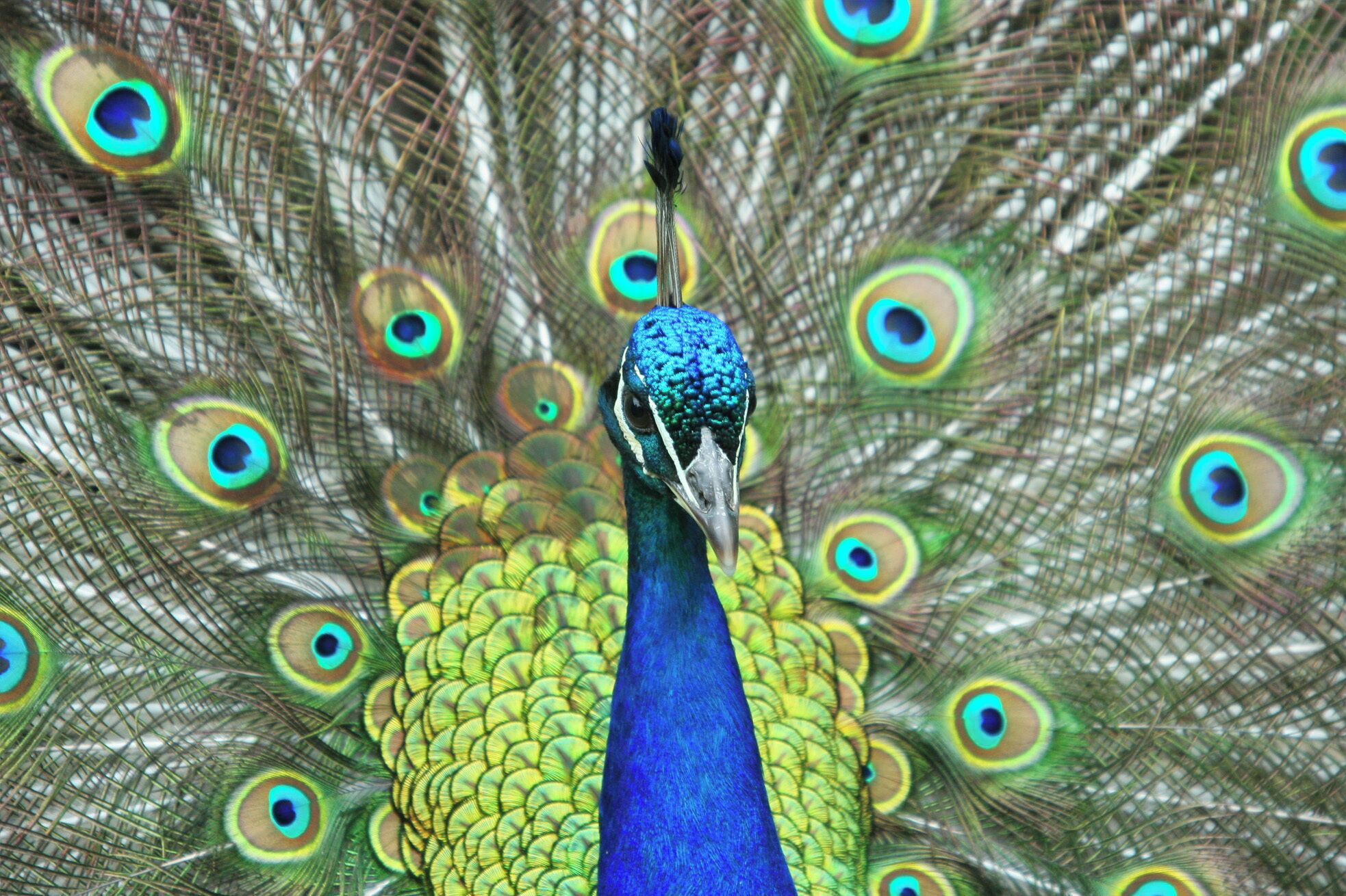 March 2006

Peacock at Groombridge Place and Gardens in East Sussex. A small but worthwhile place to visit. This is the house used for filming Pride and Prejudice.