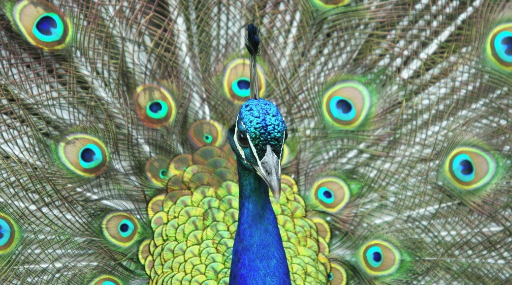 March 2006
Peacock at Groombridge Place and Gardens in East Sussex. A small but worthwhile place to visit. This is the house used for filming Pride and Prejudice.