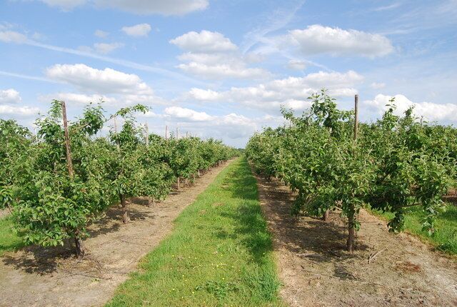Orchards, Three Towns Farm