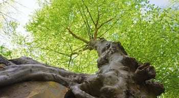 One of many trees whose roots are clinging on to the sandstone rocks at Bulls Hollow,. part of the Commons of Rusthall and Tunbridge Wells in Kent, England.