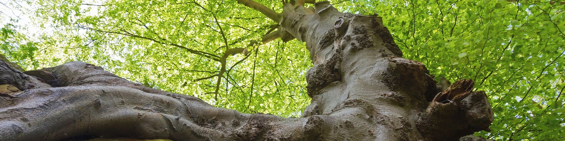 One of many trees whose roots are clinging on to the sandstone rocks at Bulls Hollow,. part of the Commons of Rusthall and Tunbridge Wells in Kent, England.