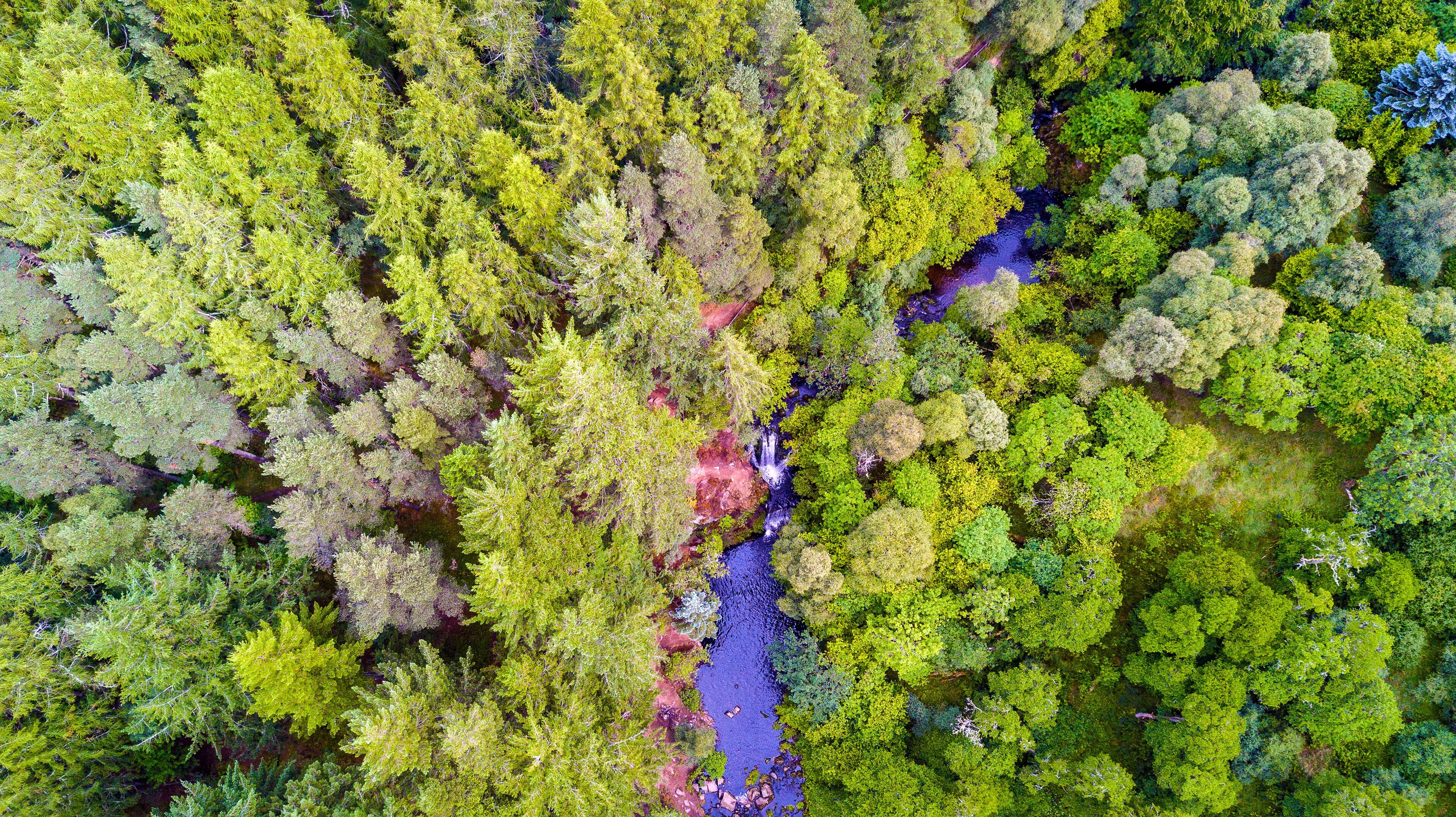 Aerial view of lush forest and river, Moray, Scotland.