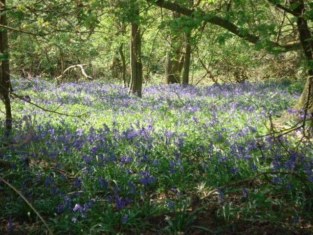 Bluebells in Alne Wood