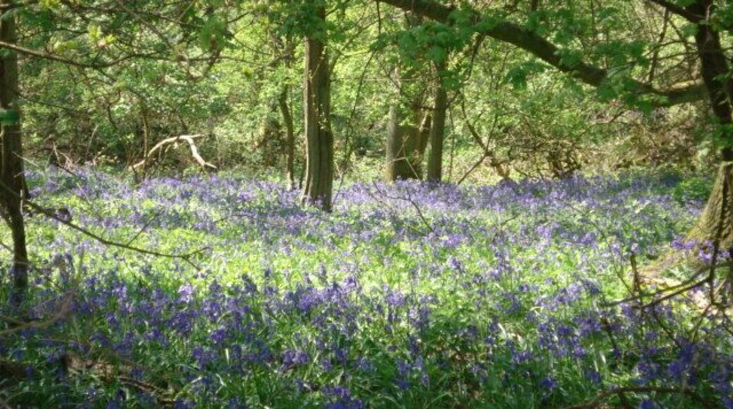 Bluebells in Alne Wood