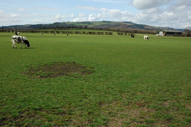 Cattle grazing near Sedgeberrow Cattle grazing in a field to the south of Sedgeberrow, Bredon Hill is in the background.