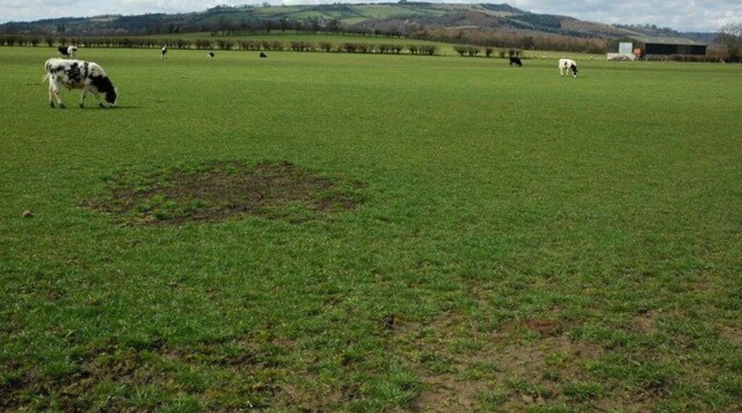 Cattle grazing near Sedgeberrow Cattle grazing in a field to the south of Sedgeberrow, Bredon Hill is in the background.