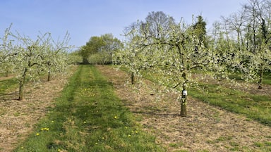 apple orchards