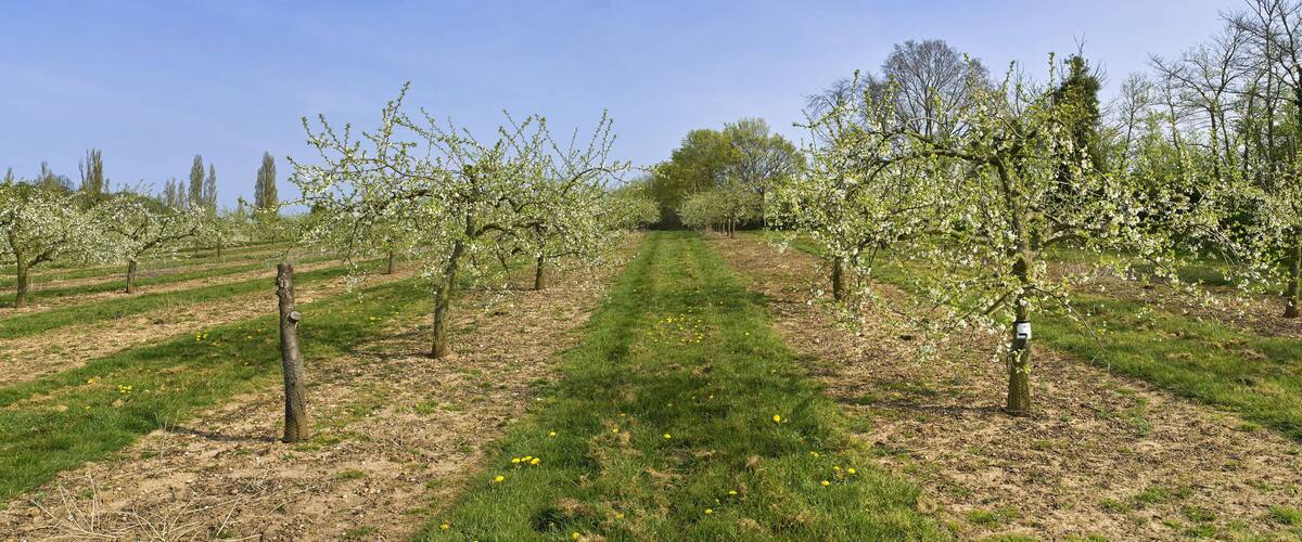 An orchard with rows of flowering trees and a grassy path.