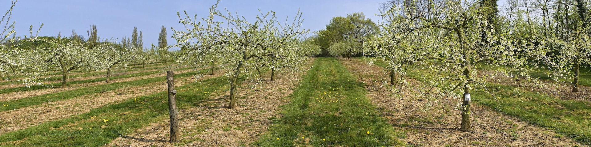 An orchard with rows of flowering trees and a grassy path.