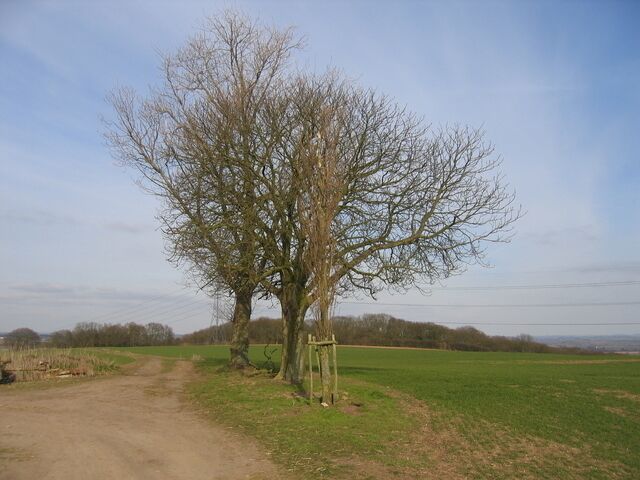 Lone trees near Atch Lench. Trees in a windswept location beside the footpath along the ridge from Atch Lench towards Salford Coppice.