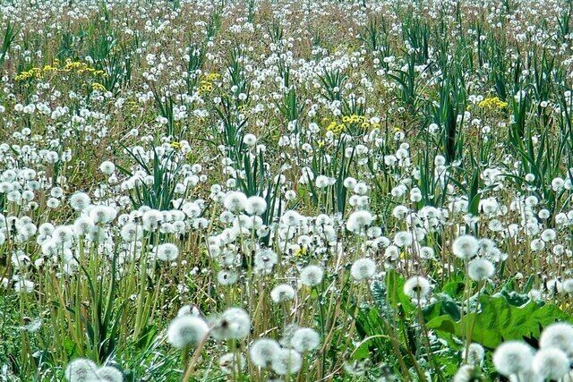 Timeless clocks All gone to seed.
