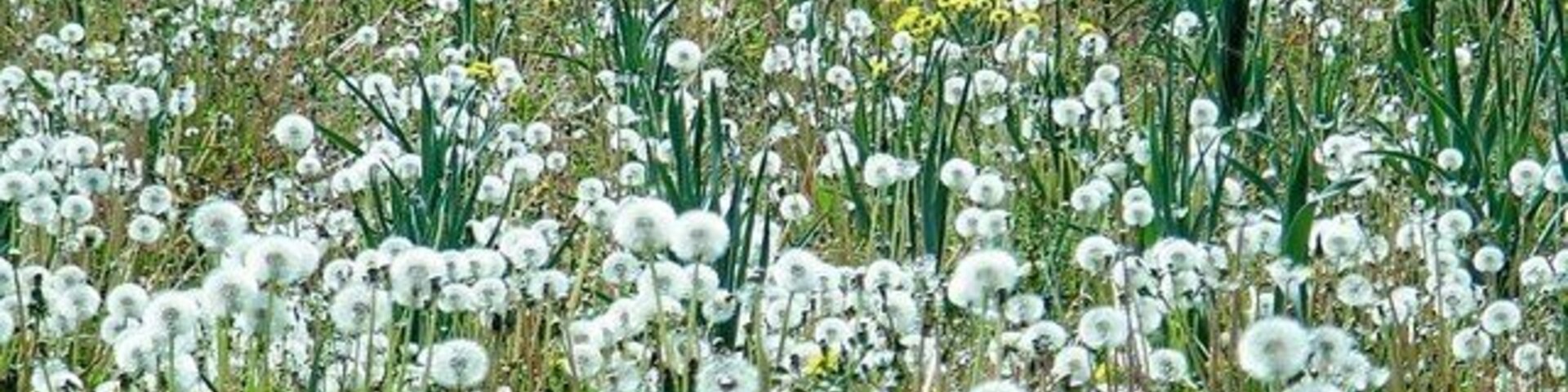 Un campo lleno de dientes de león blancos y flores amarillas.