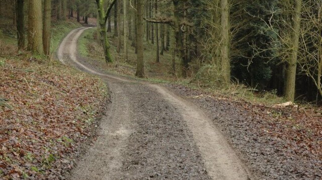 Track in Ashton Wood Track in Ashton Wood on the eastern slopes of Bredon Hill.