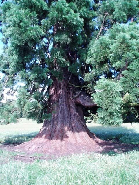 Punch tree at Rous Lench
