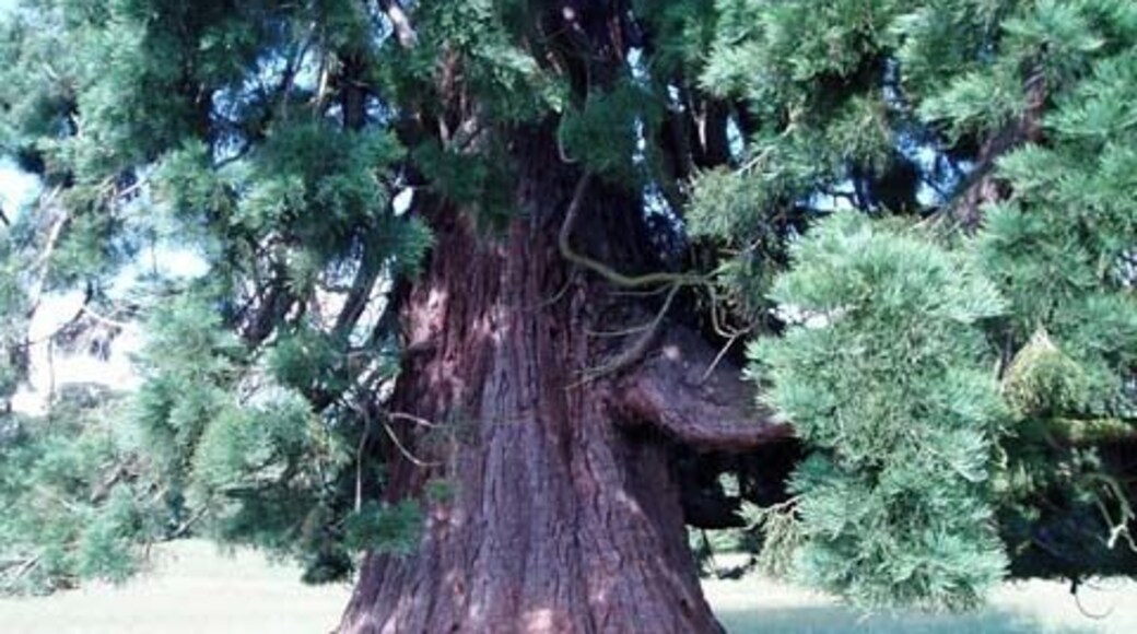 Punch tree at Rous Lench
