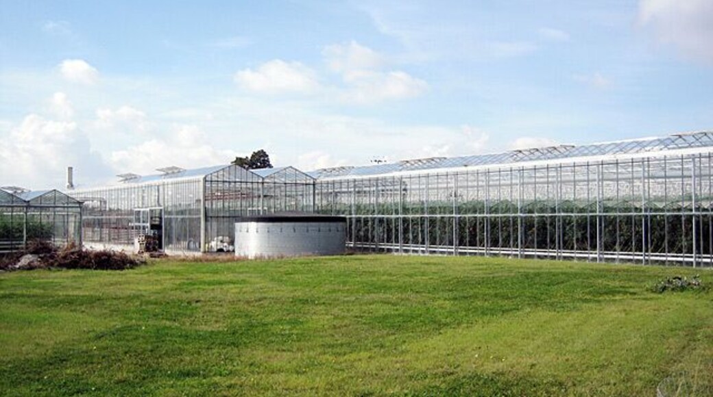 Tomato Growing at Offenham Cross. A modern greenhouse complex dedicated to the growing of tomatoes at Offenham Cross. Several growers in this area use both conventional and hydroponic methods of cultivation for this crop.