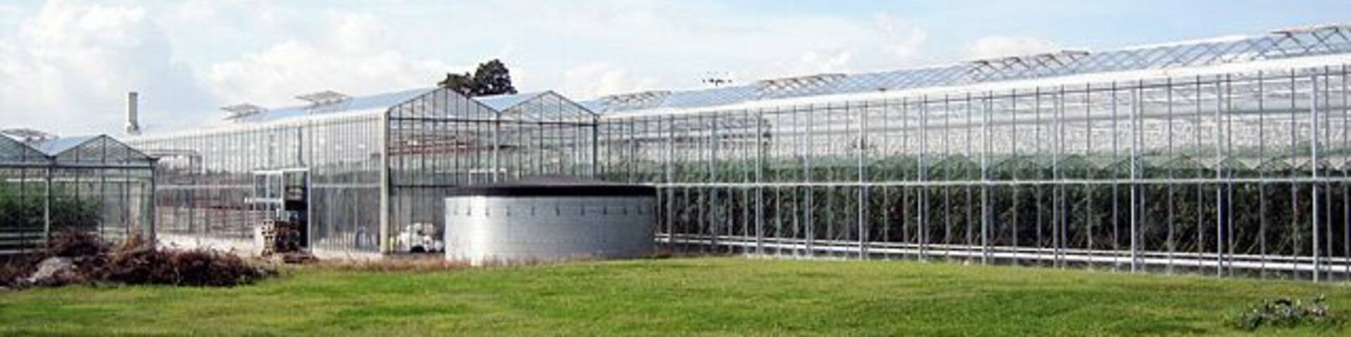 Tomato Growing at Offenham Cross. A modern greenhouse complex dedicated to the growing of tomatoes at Offenham Cross. Several growers in this area use both conventional and hydroponic methods of cultivation for this crop.