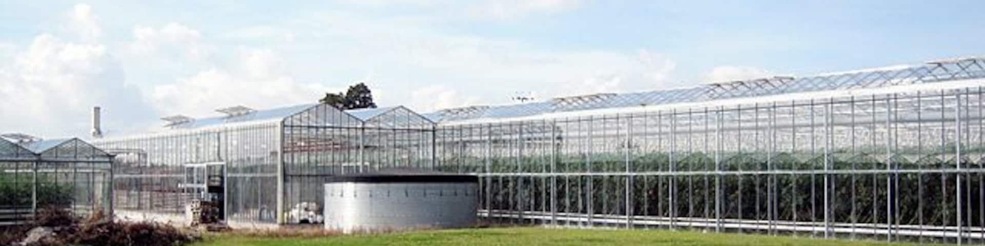 Tomato Growing at Offenham Cross. A modern greenhouse complex dedicated to the growing of tomatoes at Offenham Cross. Several growers in this area use both conventional and hydroponic methods of cultivation for this crop.
