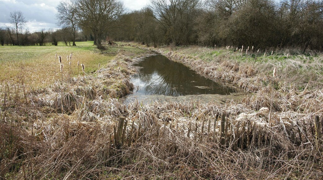 Pond feature This pond is one of several next to St. Matthew's Church in Salford Priors. The ponds seem to be artificial and are perhaps old fishponds or associated with drainage of the surrounding land.