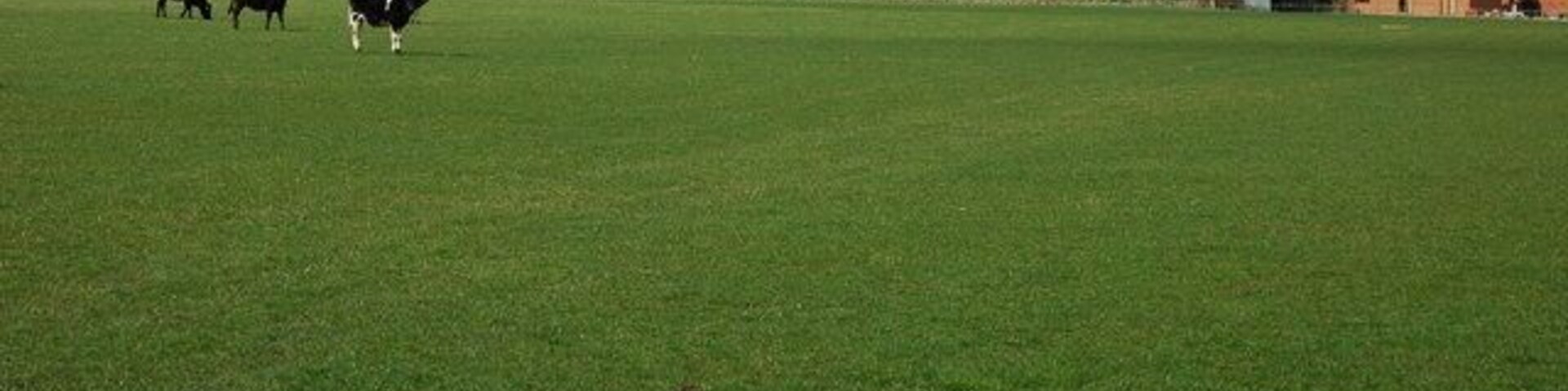 Grazing land at Sedgeberrow Heifers grazing in a field on the edge of the village of Sedgeberrow.