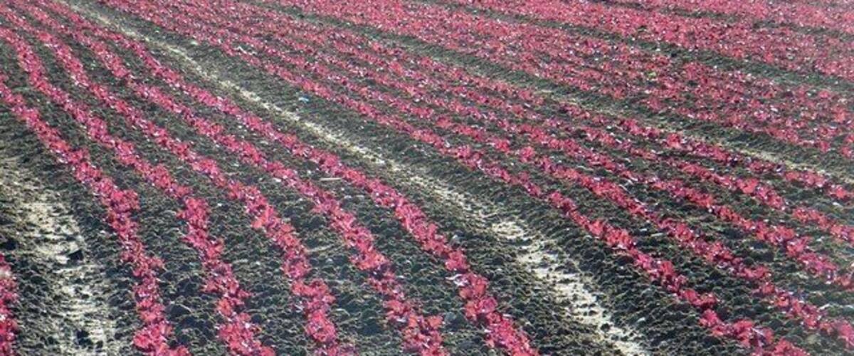 A field of red flowers with rows of plants.