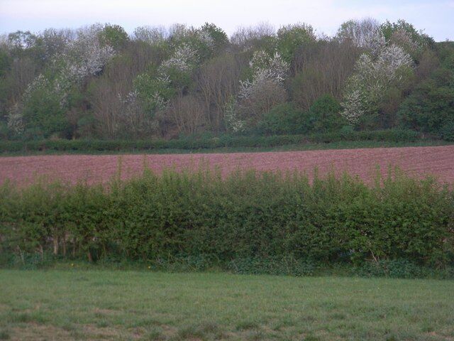 Planned planting Alternating hawthorn with other trees has led to a stripy pattern.