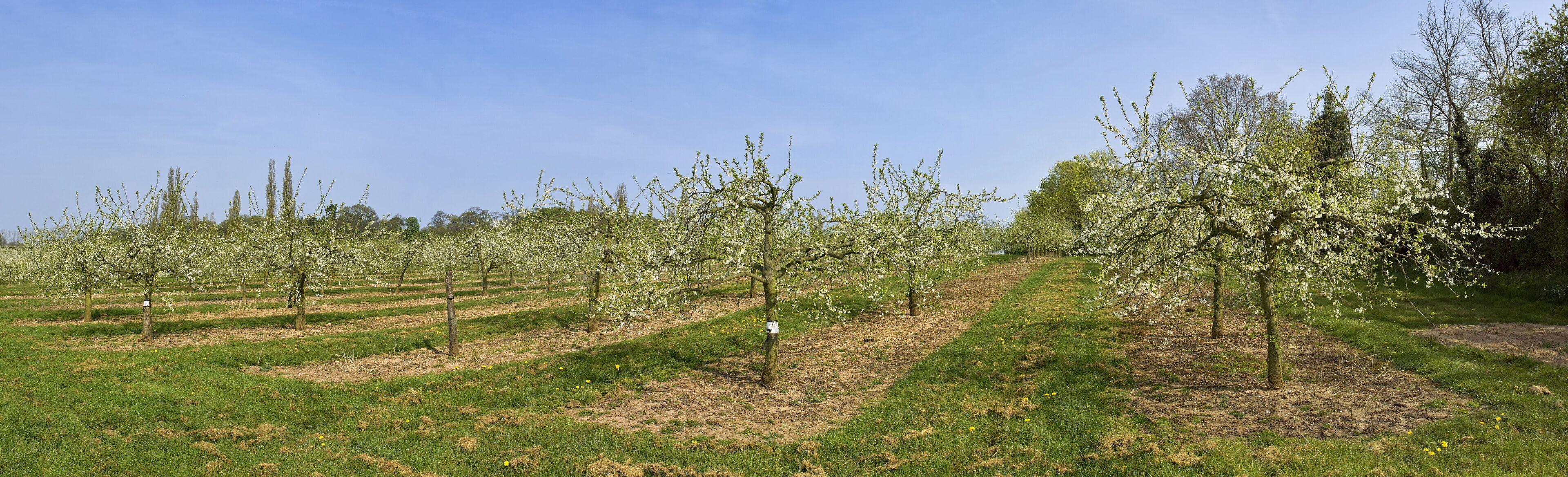 apple orchards