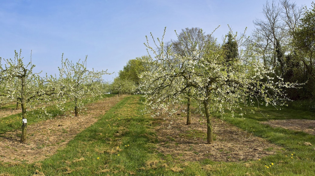 apple orchards