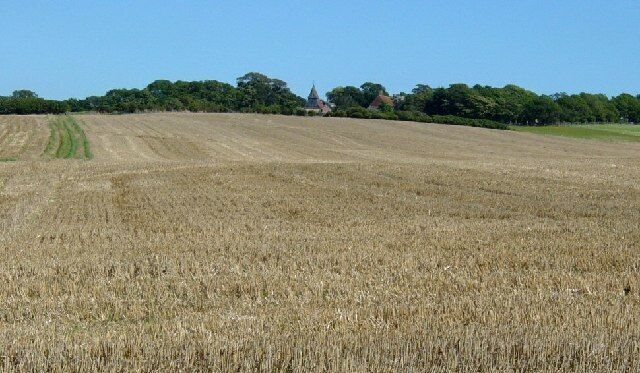Wheat field between Milton Street and Wilmington. There is a footpath through this field which is frequently used to get between the two villages.