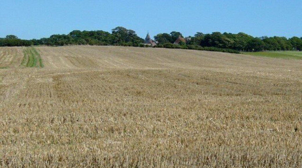 Wheat field between Milton Street and Wilmington. There is a footpath through this field which is frequently used to get between the two villages.