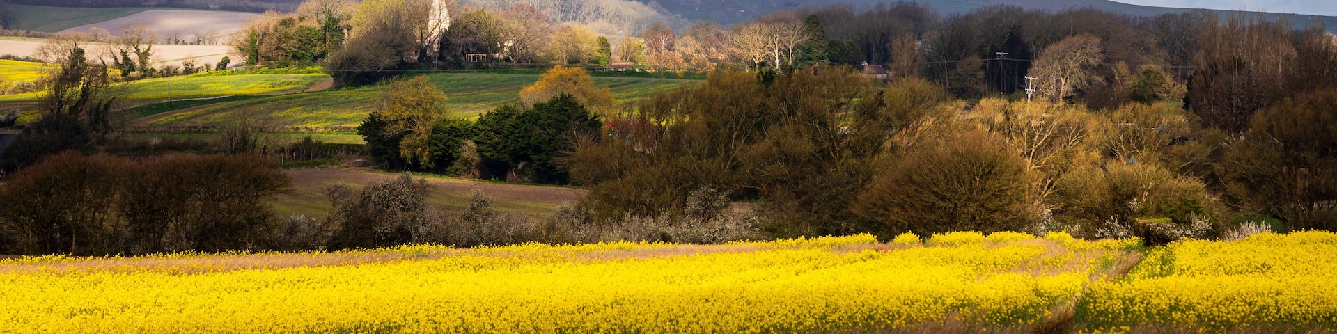 Spectacular views of rapeseed fields, Berwick church and the south downs from Milton street in east Sussex south east England UK