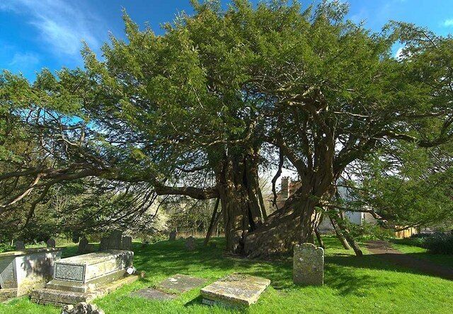 The Old Yew Tree at Wilmington Churchyard The yew tree at Wilmington Church is reputed to be over 1600 years old. It was planted circa 400 AD and is believed to be the oldest yew tree in England. The trunk is massive and is so heavy it is supported by several sawn telegraph poles.